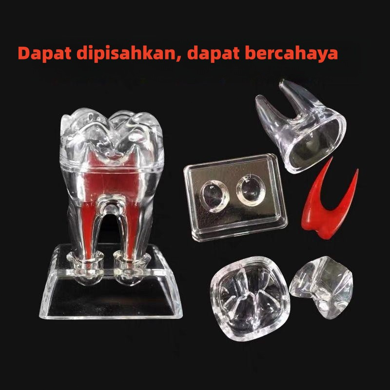 

4 kali Alat Peraga Gigi Geraham Bahan Plastik Keras Dasar Kristal dapat dipisahkan untuk pengajaran dan komunikasi antara dokter dan pasien