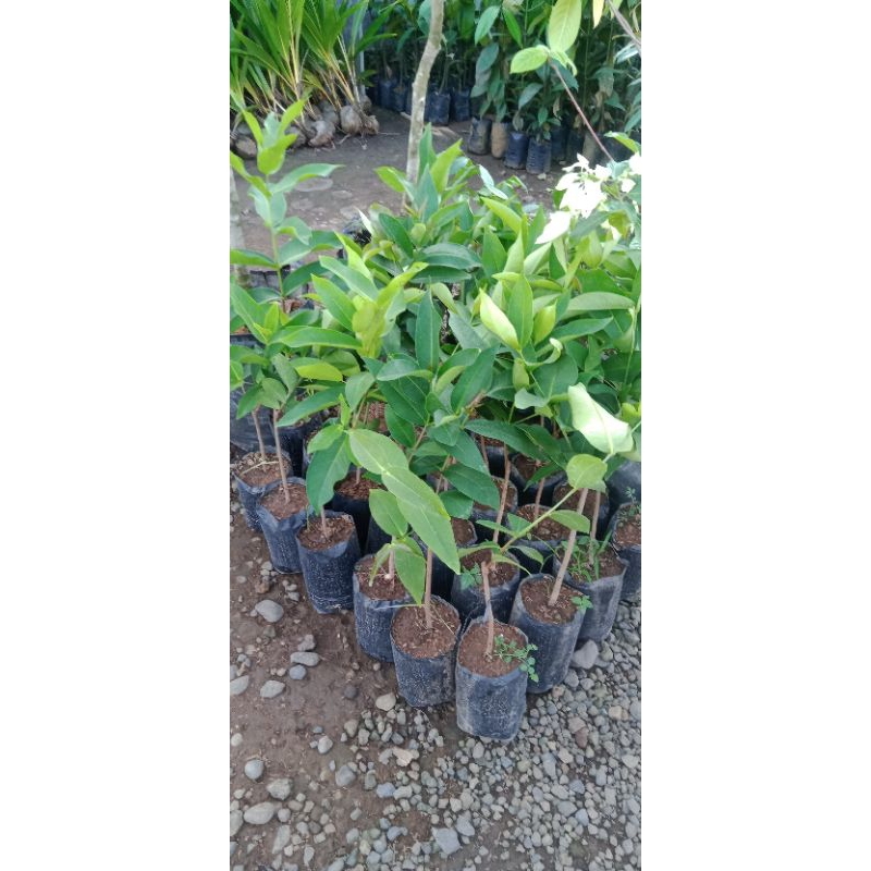 bibit jambu air cincalo tebu