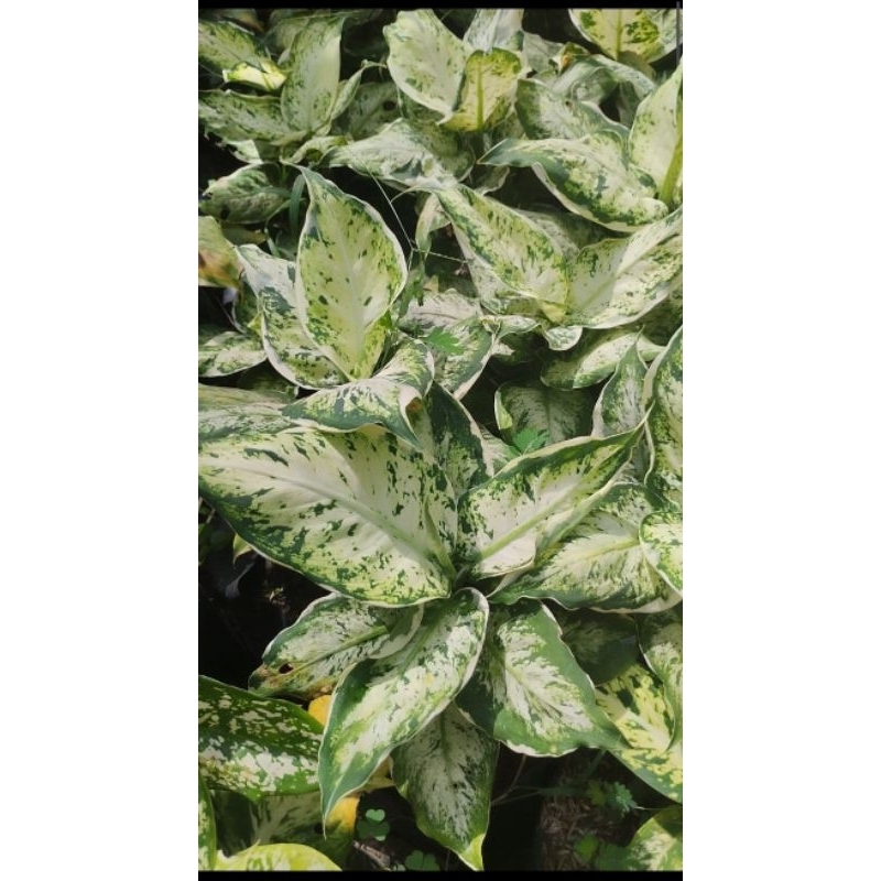 tanaman hias aglonema diven lukisan cinta rimbun