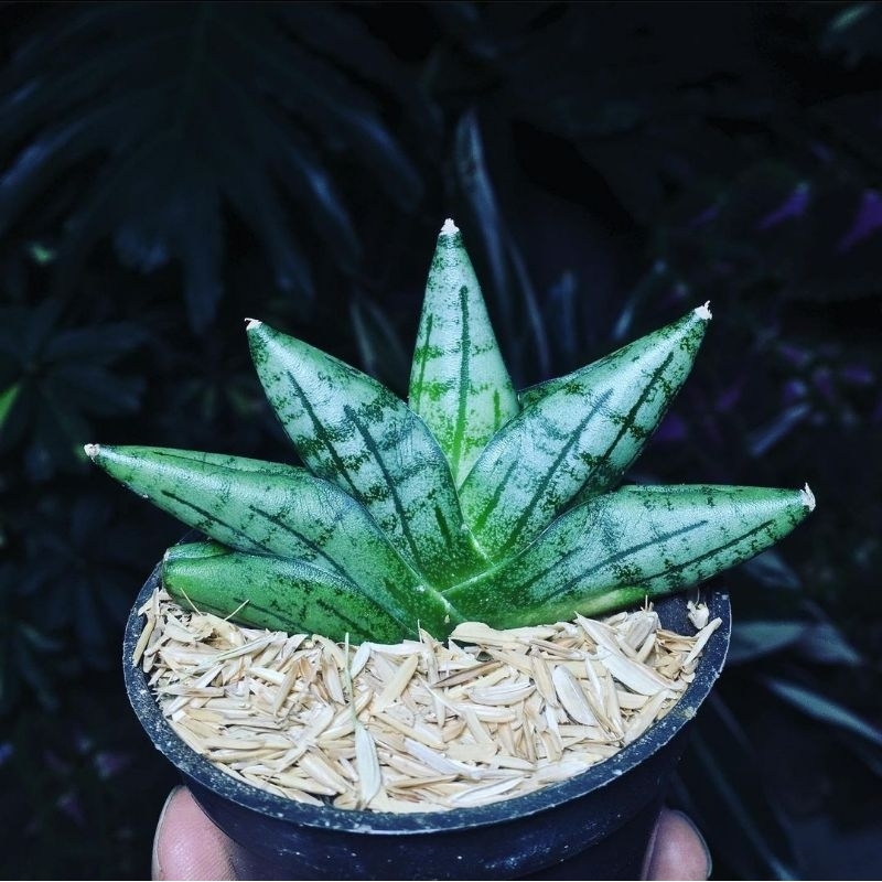 Sansevieria Boncel New Clone (Bonji)