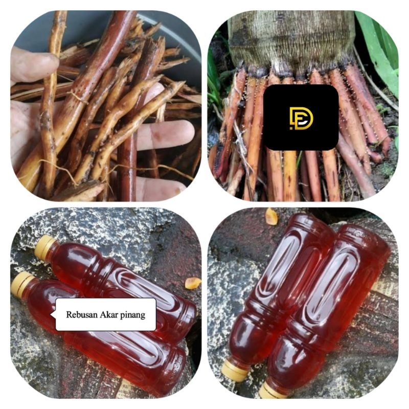 

Minuman herbal akar pohon pinang untuk stamina pria dan wanita