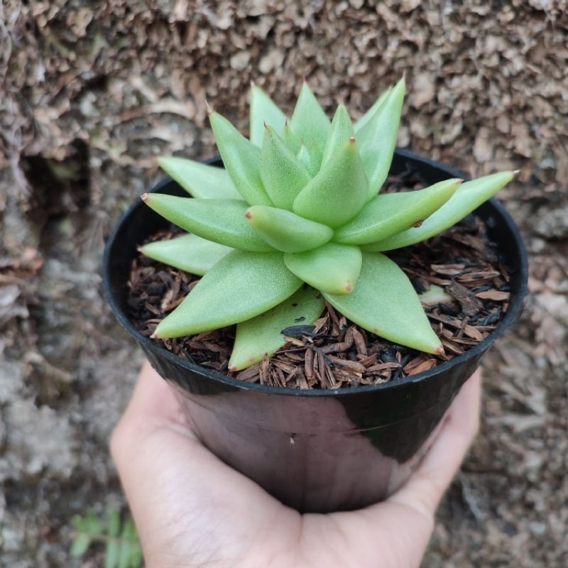 Echeveria Agavoides Aquamarine | D10 Cm | Sukulen