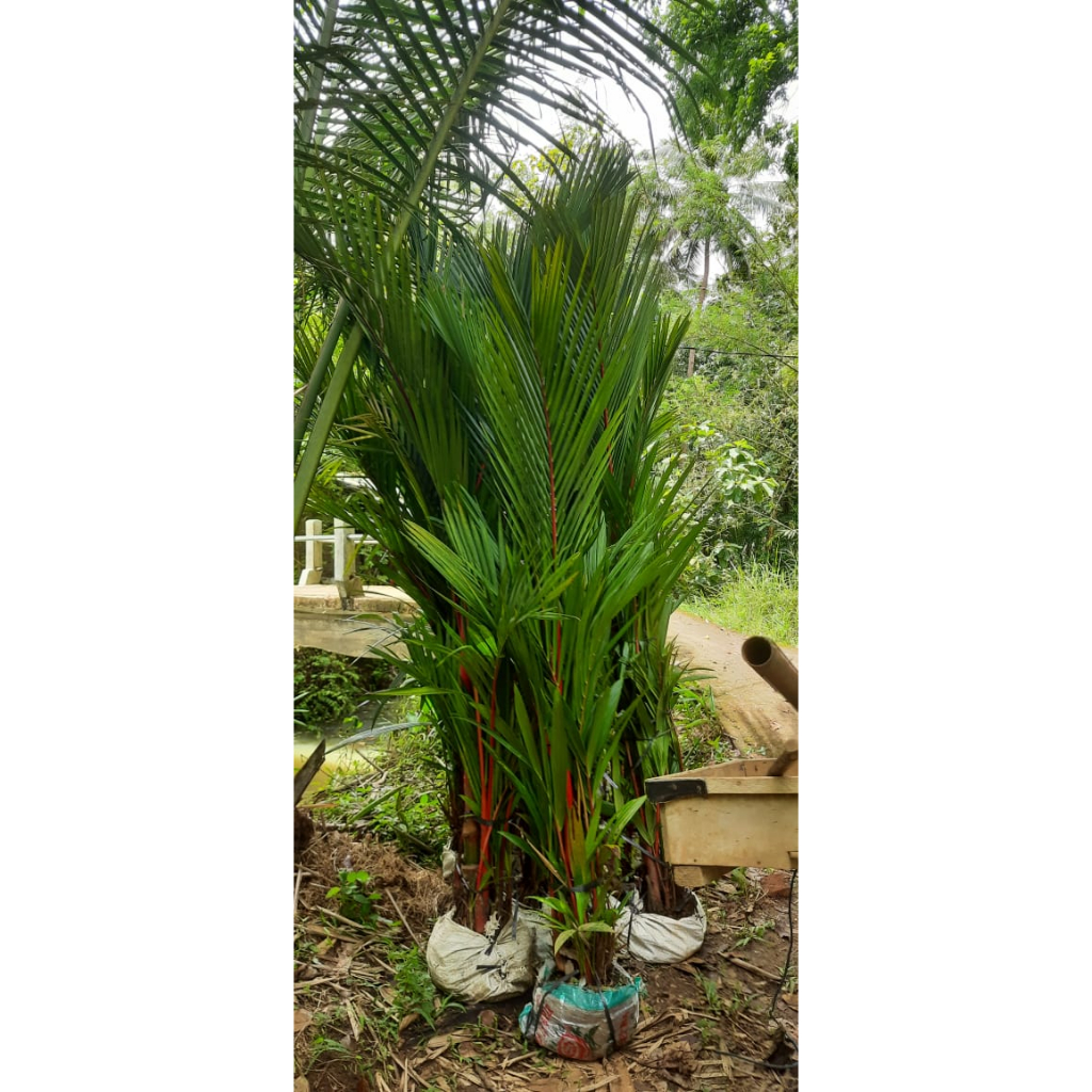 Palem Merah 2 Meter Sultan bibit