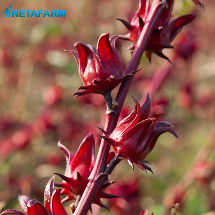 Benih Biji Bibit Rosella Merah Mix Garden Seed - 20 Benih