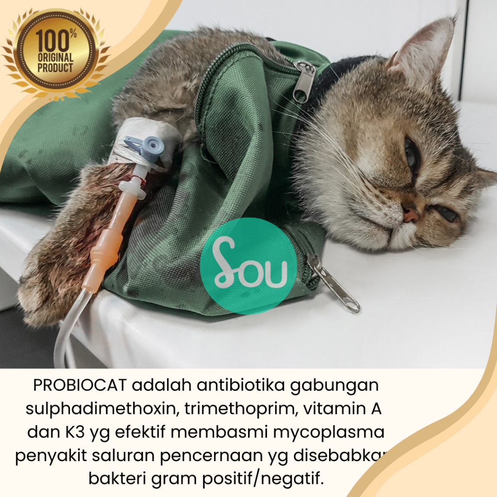 Obat Kucing Mencret Diare Gangguan Pencernaan Priobiocat Obat Diare Vitamin Pencernaan Anti Mencret