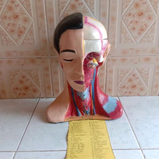 

kepala otak torso model kepala otak alat peraga pendidikan ukuran pxlxt 17x20x30 cm