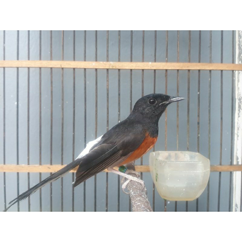 Murai Betina Siapan Trah Indukan Prestasi