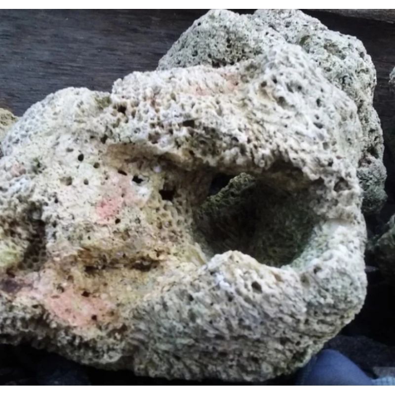 Batu karang besar batu karang laut asli dengan lubang besar