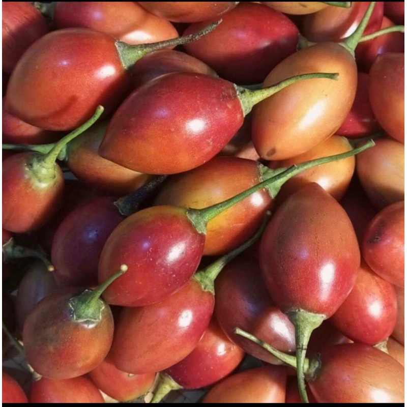 

buah terong belanda fresh 1kg buah lokal