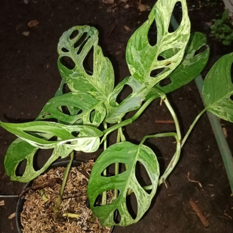 janda bolong variegata lokal Indonesia