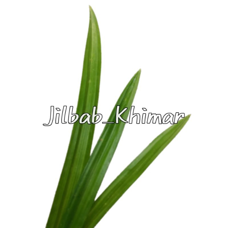 

DAUN PANDAN SEGAR
