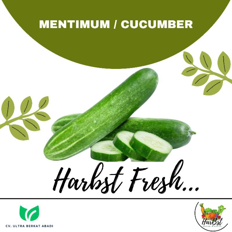 

Timun / mentimun / cucumber