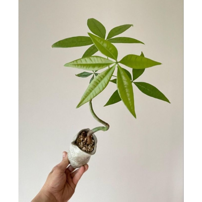 bonsai pohon pachira aquatica