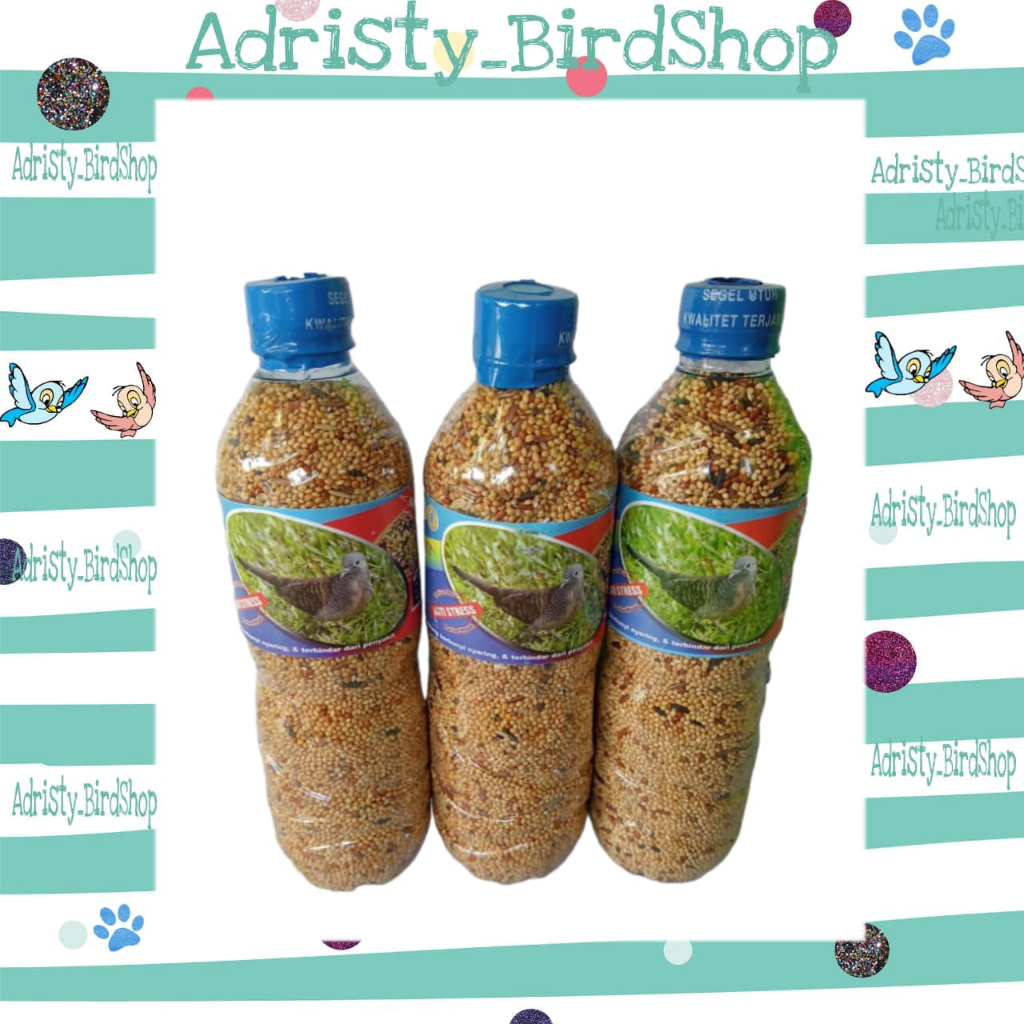 PAKAN BURUNG BOTOLAN UNTUK PERKUTUT