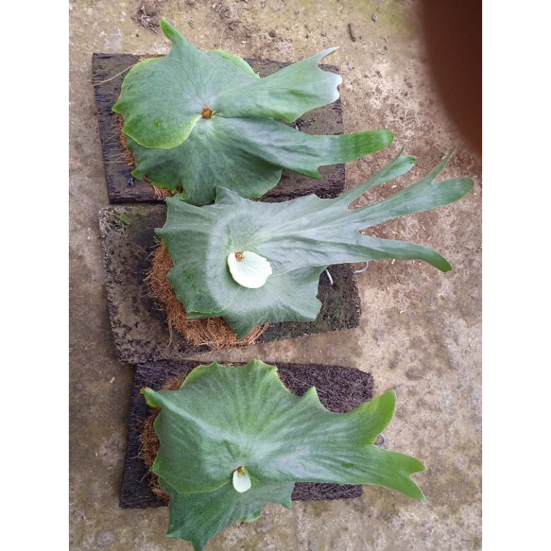 platycerium wandae spora