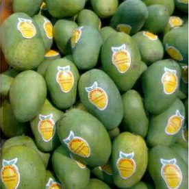 

mangga suluhan | mangga harum manis | 1 kg