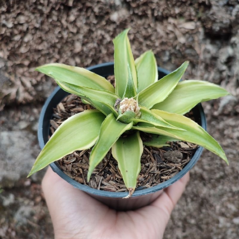 Cryptanthus Hijau | D 10 Cm | Sukulen