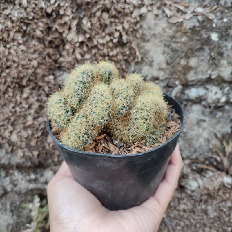 Mammillaria Prolifera Cristata | Kaktus | DP 10 Cm