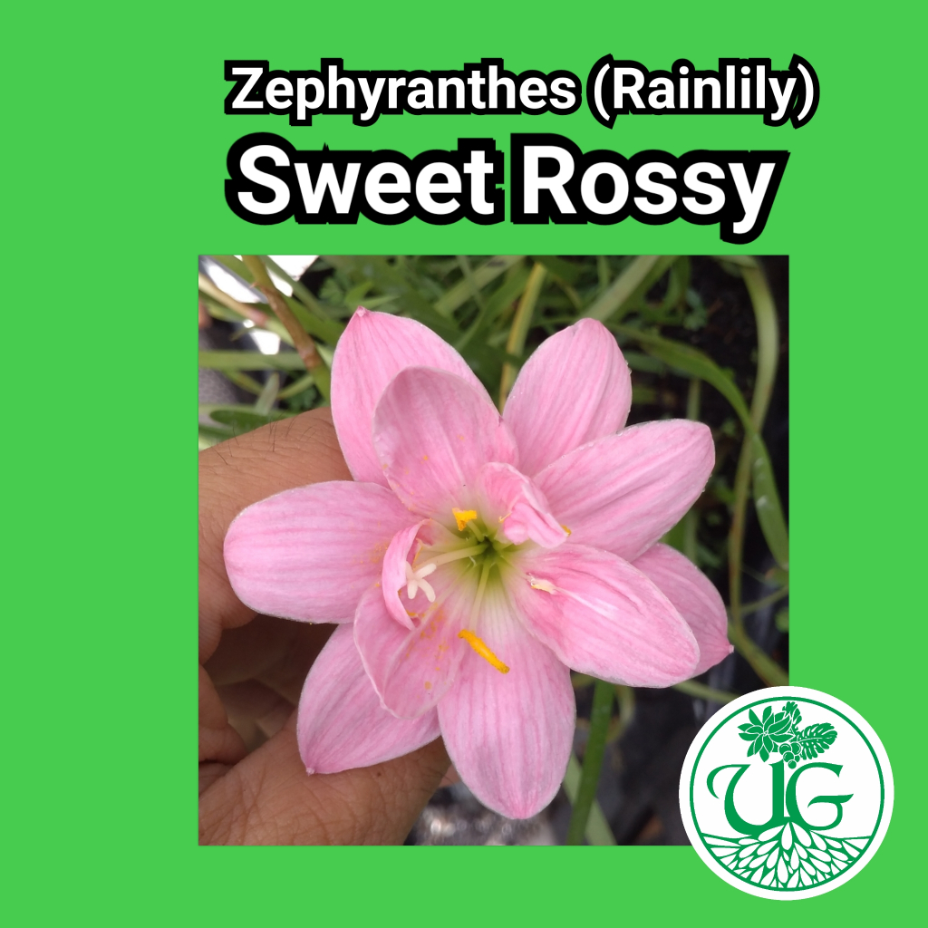 Umbi zephyranthes Sweet Rossy( zephyranthes / Rain lily )