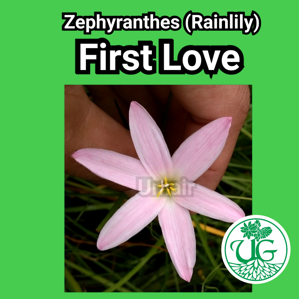Umbi zephyranthes First Love ( zephyranthes/ Rain lily )