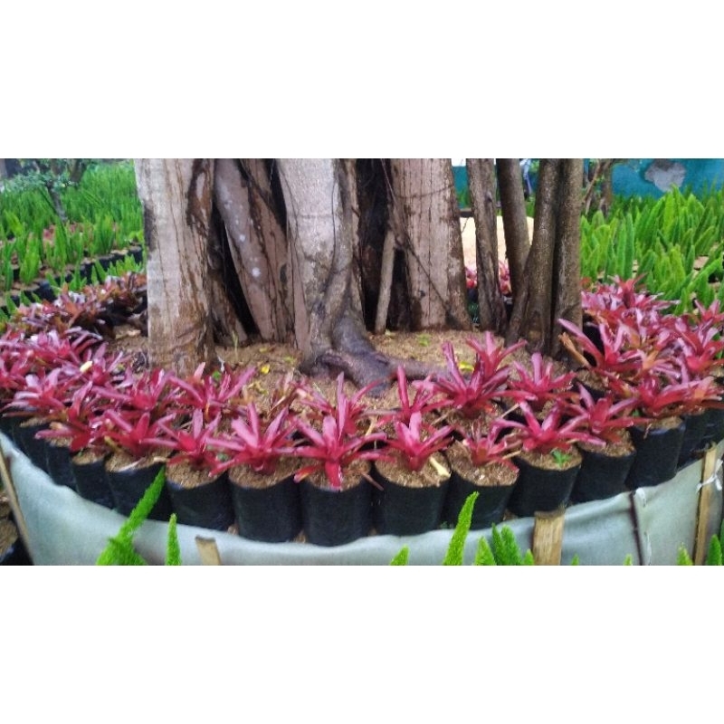 bromelia merah mini