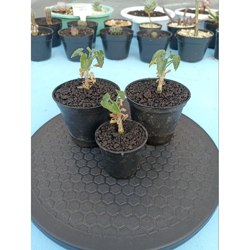 Corallocarpus welwitschii caudex