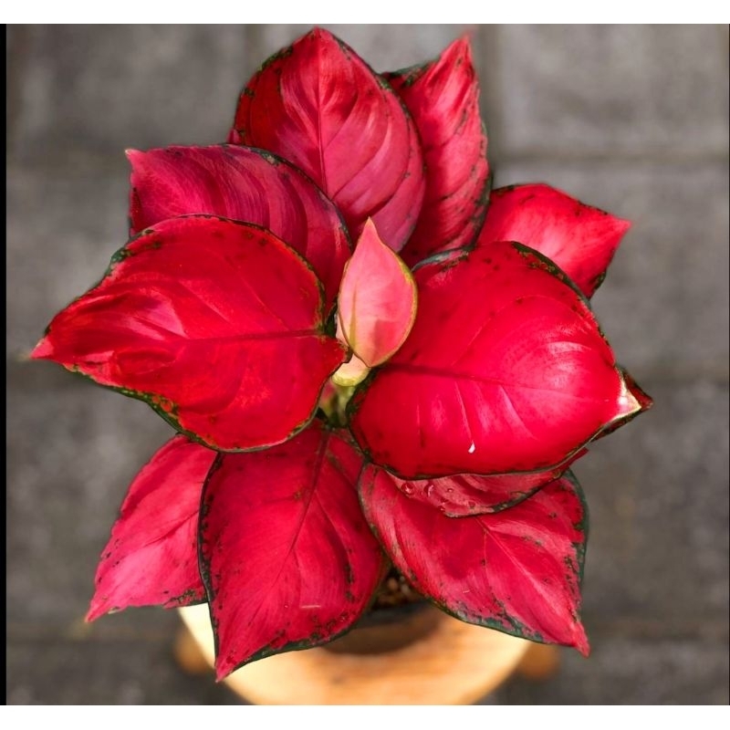 Aglonema Red Queen Tanaman Hias Bunga Aglaonema Murah Merah BUKAN bonggol bibit - tanaman hias hidup
