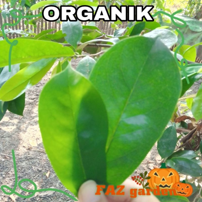 

100gr Daun sirsak Petik Langsung.