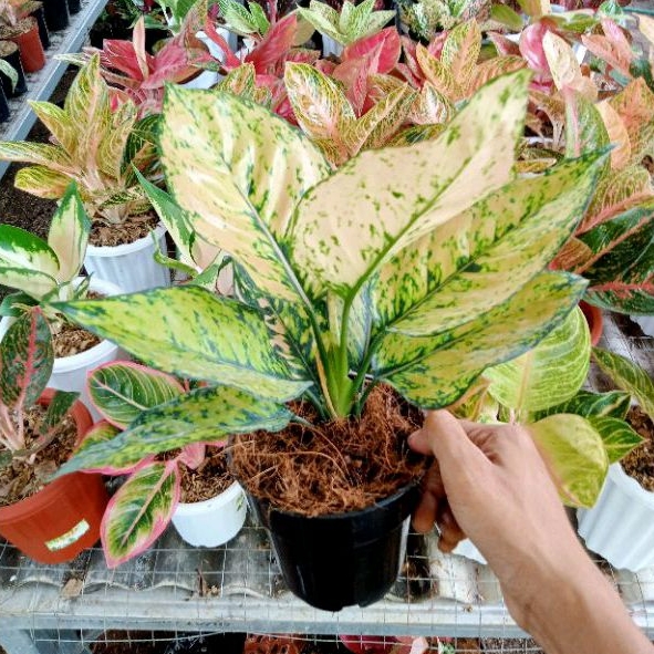 Aglonema komkom yellow daun 7-8-9++