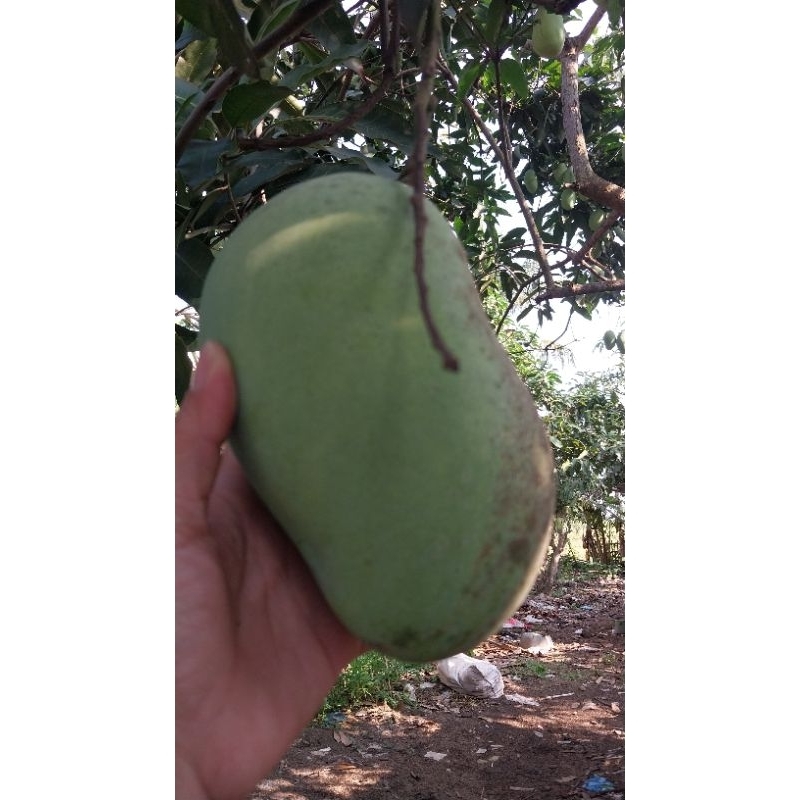 

mangga budiraja jumbo perkilo