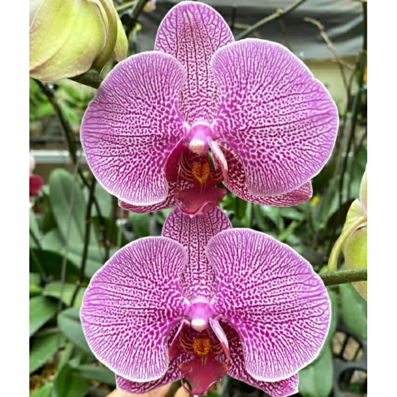 Anggrek Bulan Spike Purple Stripe - Anggrek Bulan Dewasa premium Siap berbunga