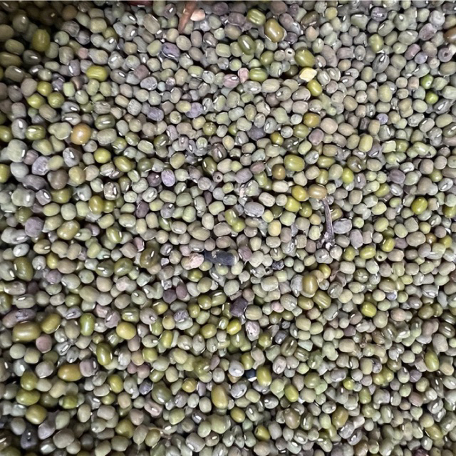 

Kacang Hijau