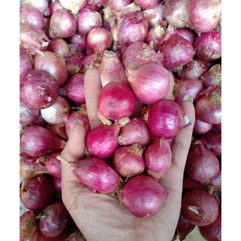 

1KG BAWANG MERAH / BRAMBANG Padang lokos