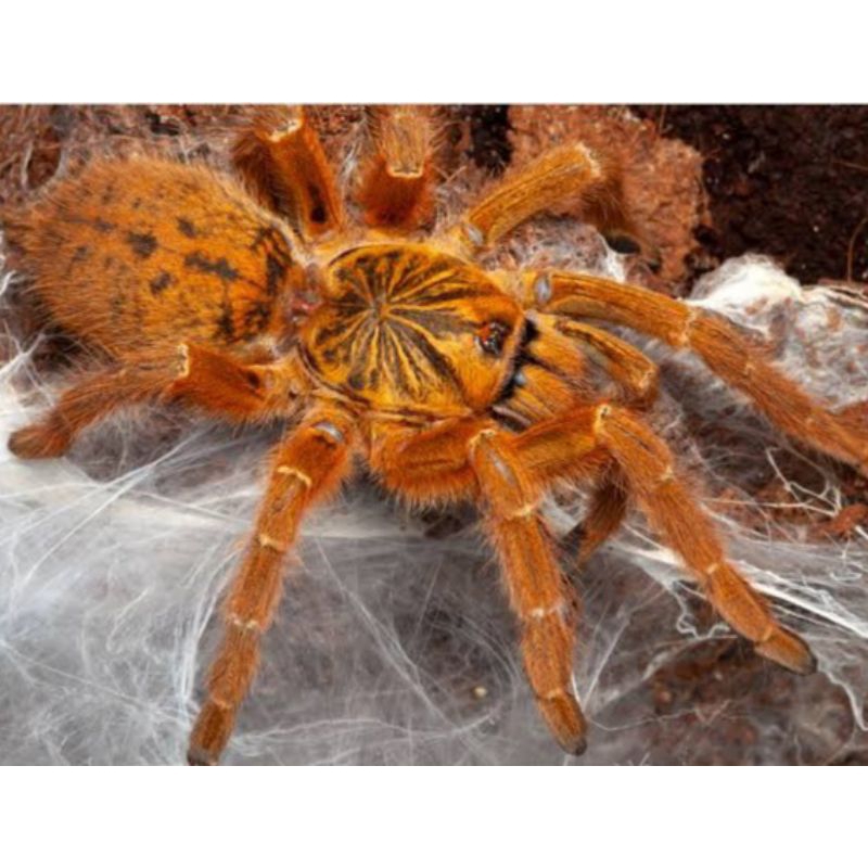 mainan hidup Tarantula Pterinochilus Murinus / OBT