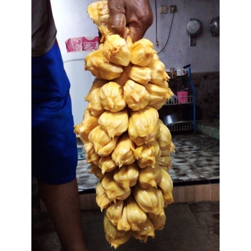 Bibit Cempedak King Kuning