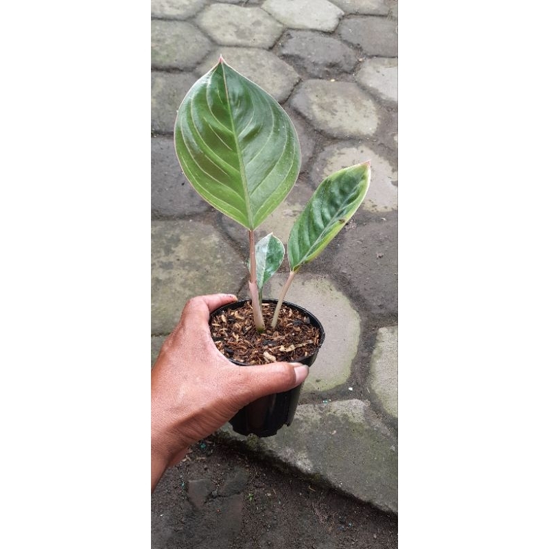 Aglonema Lipstik Cobra  (Size Remaja)