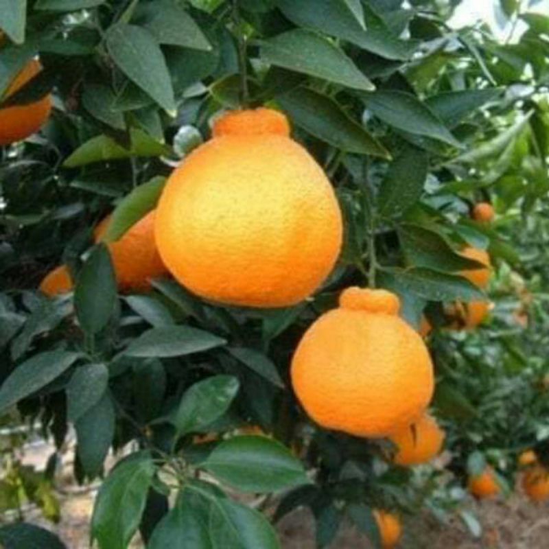 Bibit jeruk dekopon cepat berbuah