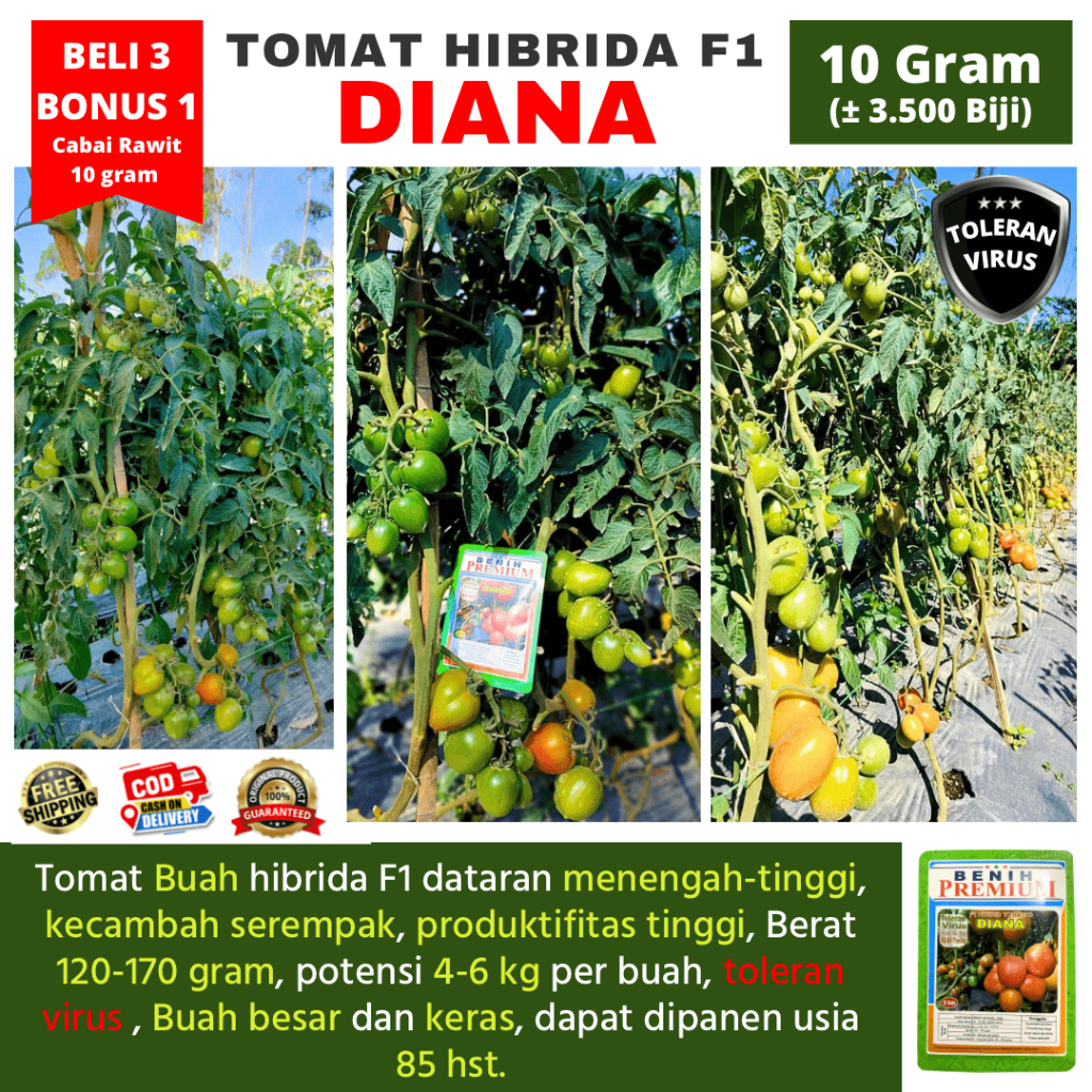 (PROMO BELI 3 BONUS 1) Benih Tomat Buah Hibrida F1 DIANA Toleran Virus 10 gram ( ± 3.500 Biji) | Tom