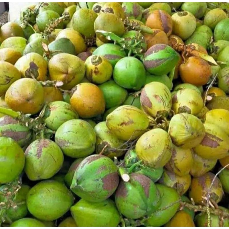 

klapa muda cm klapa biasa air klapa muda murni