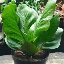 Anthurium Jemani / Jemanii Cobra Katalog