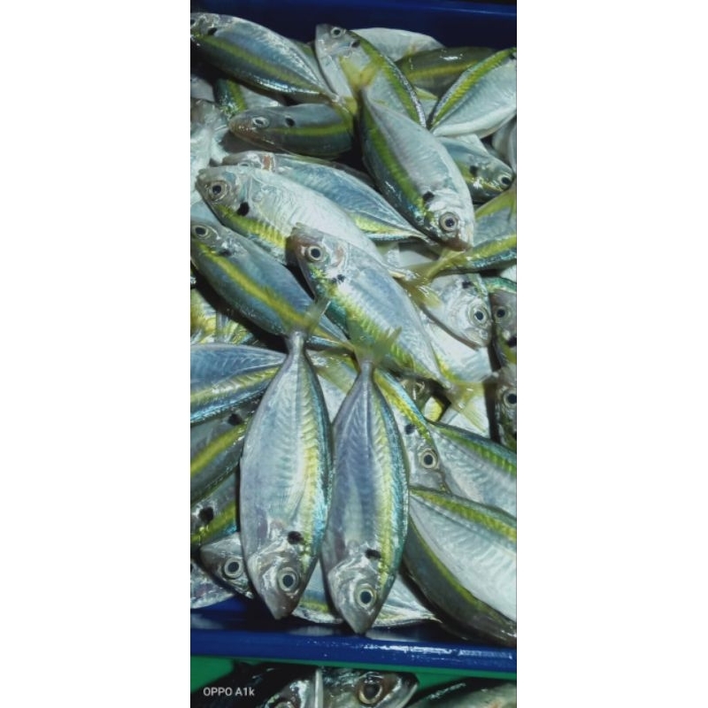 

IKAN SELAR SUPER FRESH KUALITAS TERBAIK LANGSUNG DIANTAR KE ALAMAT RUMAH ANDA