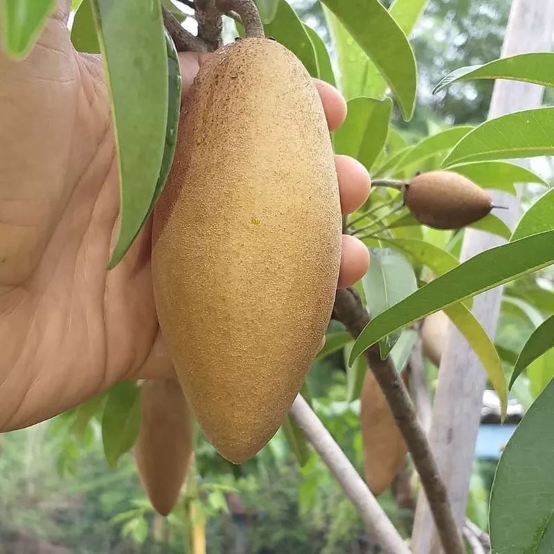 Bibit sawo sudah berbuah berbunga