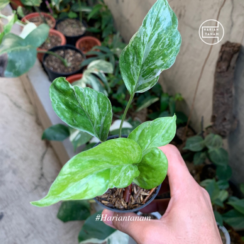 Tanaman hias epipremnum sp merapi / gandrung (Include pot & media tanam)