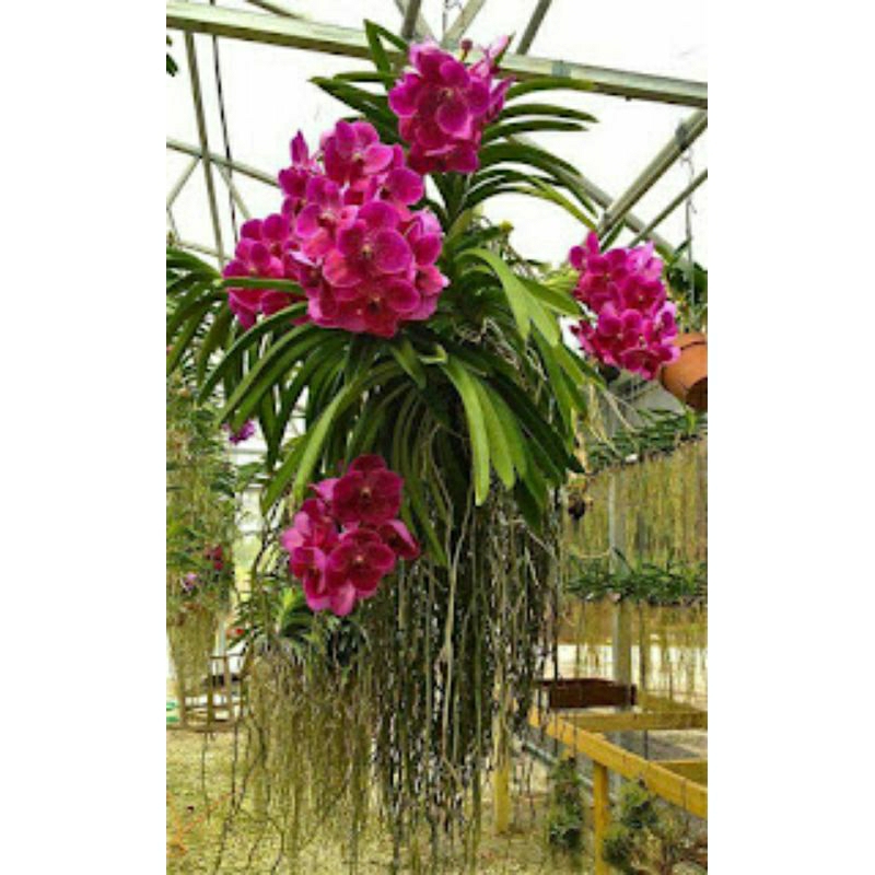 anggrek vanda dewasa jumbo