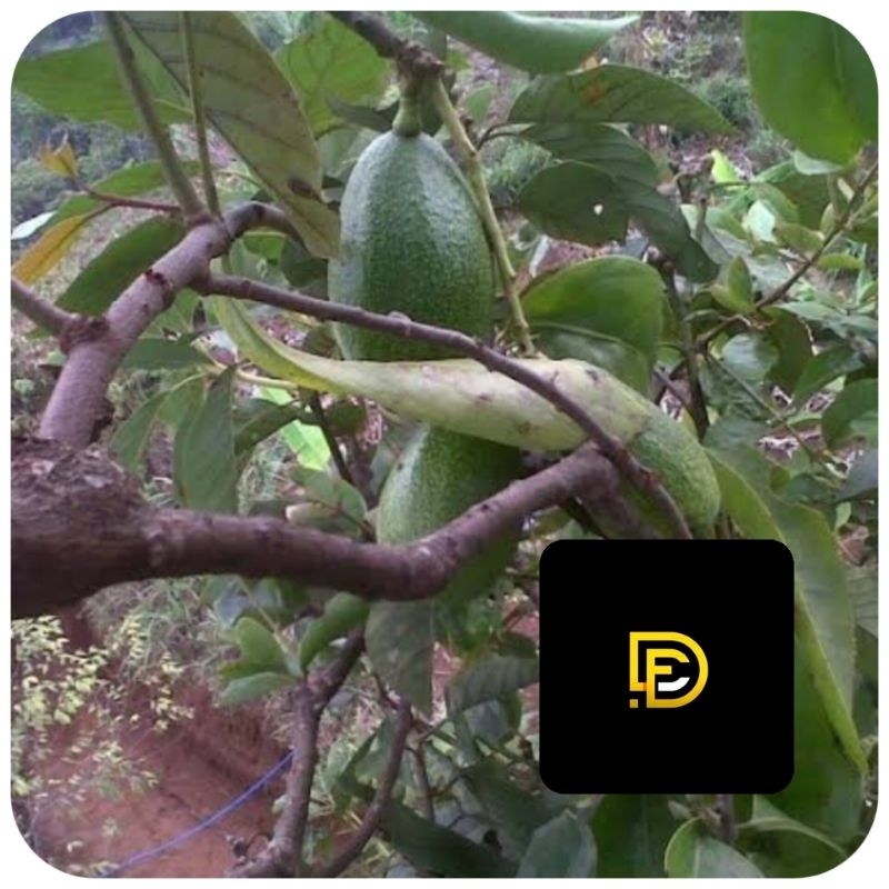 

Benalu alpukat segar benalu pohon alpukat 1 kg-az