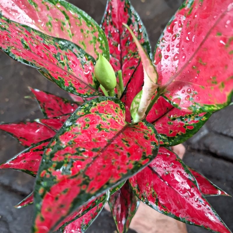 aglonema red king rumpun