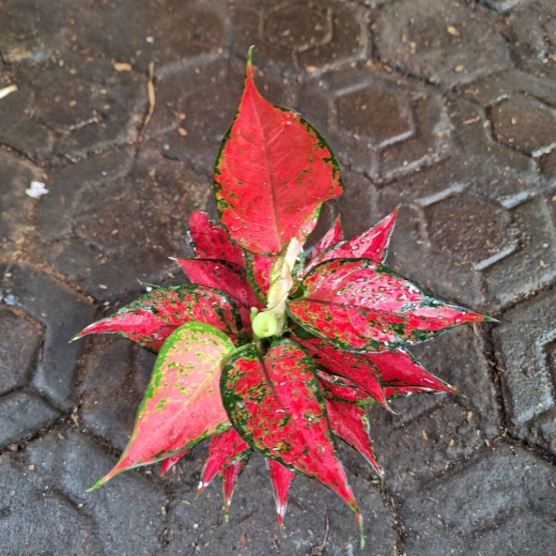 aglonema red king rumpun