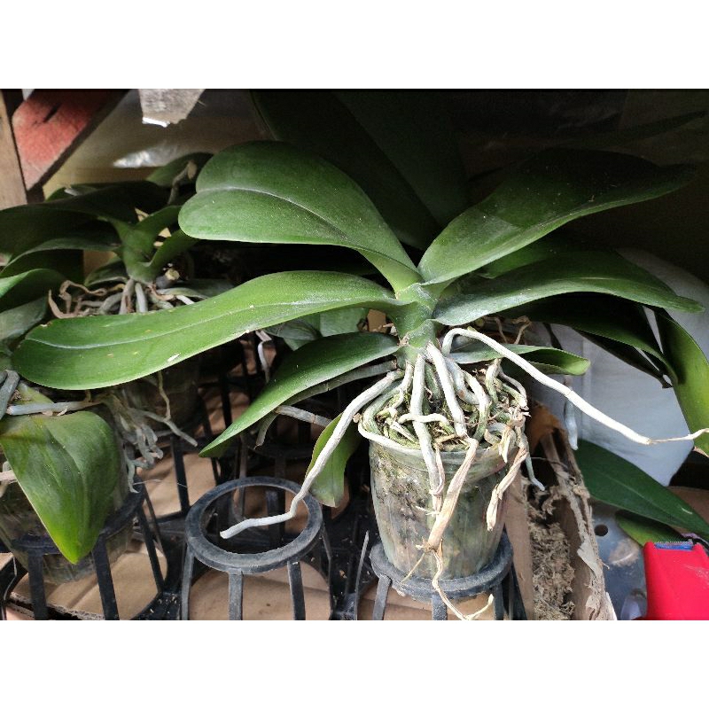 Baymarkeet Anggrek Bulan Jumbo Pasca Bunga