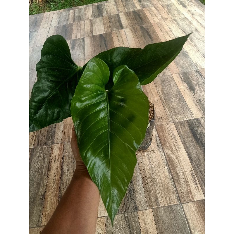 Anthurium Water maliamse x Garuda