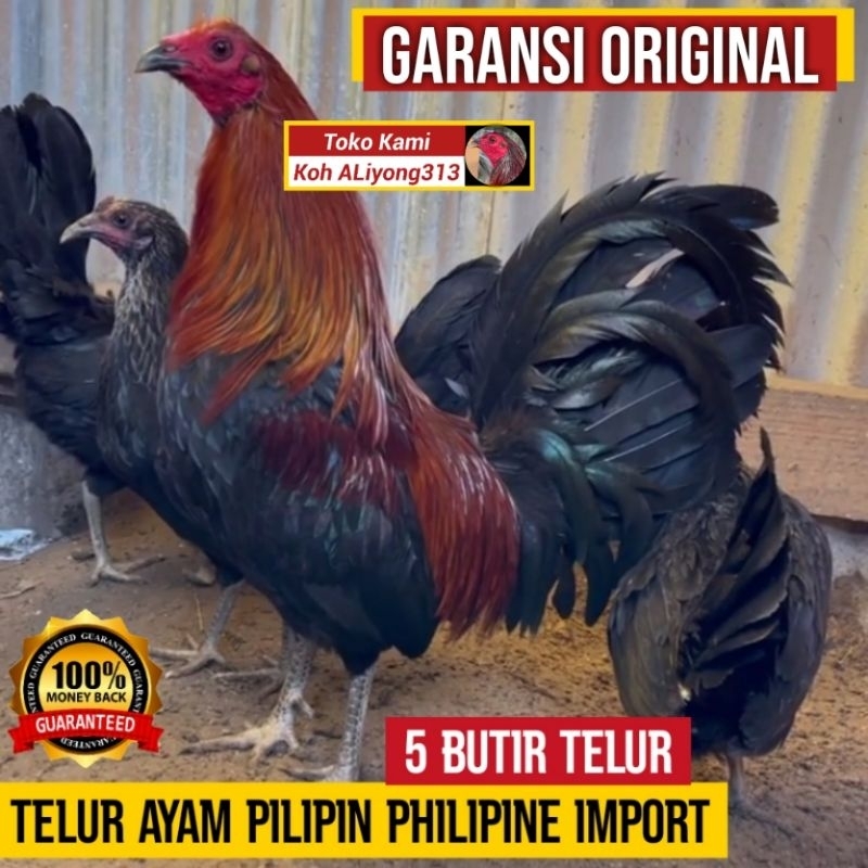 Telur Tetas Fertil Ayam Pilipin Philipin Philipine Pure Impor Import Asli Aliyong313